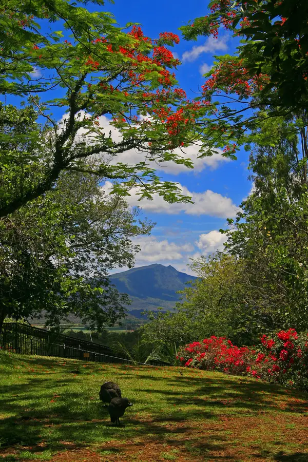 Black River Peak (Piton de la Petite Rivière Noire)
