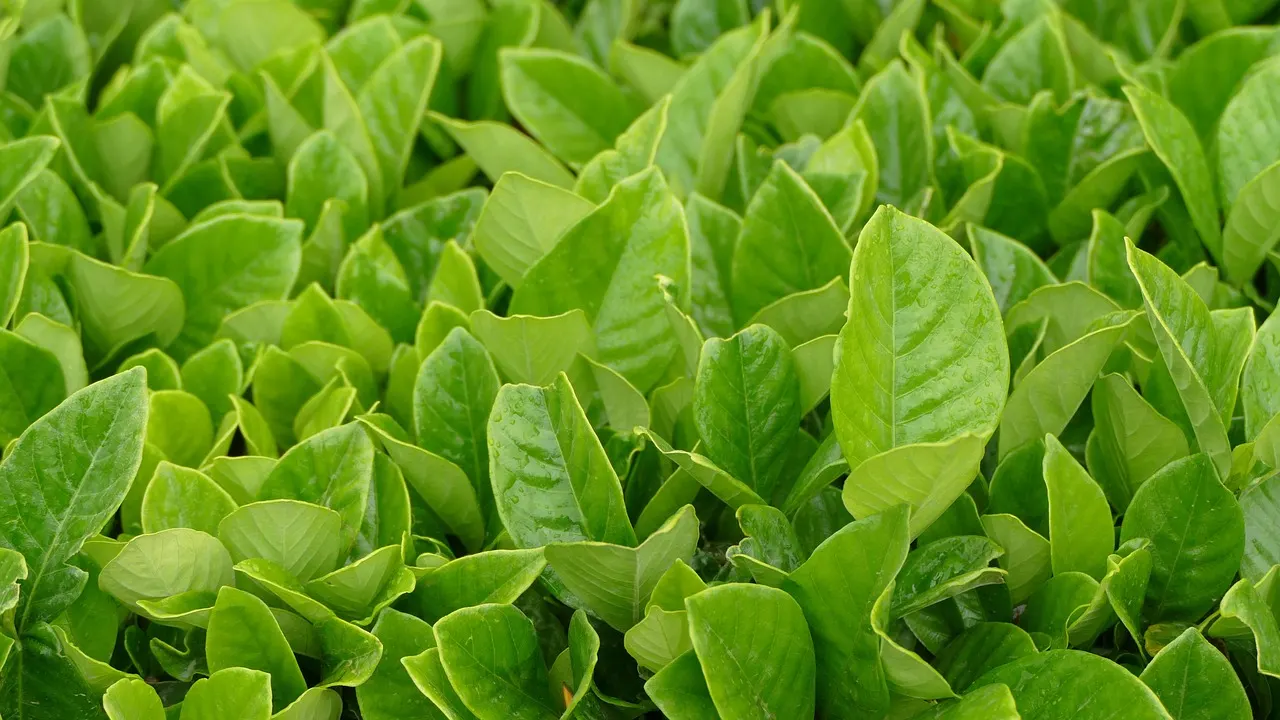 Bois Chéri tea estate