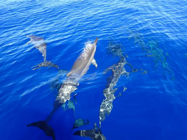 Swimming with dolphins off Tamarin