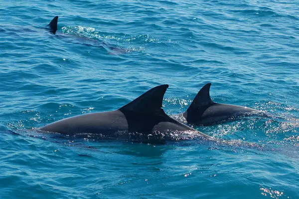 Swimming with dolphins off Tamarin
