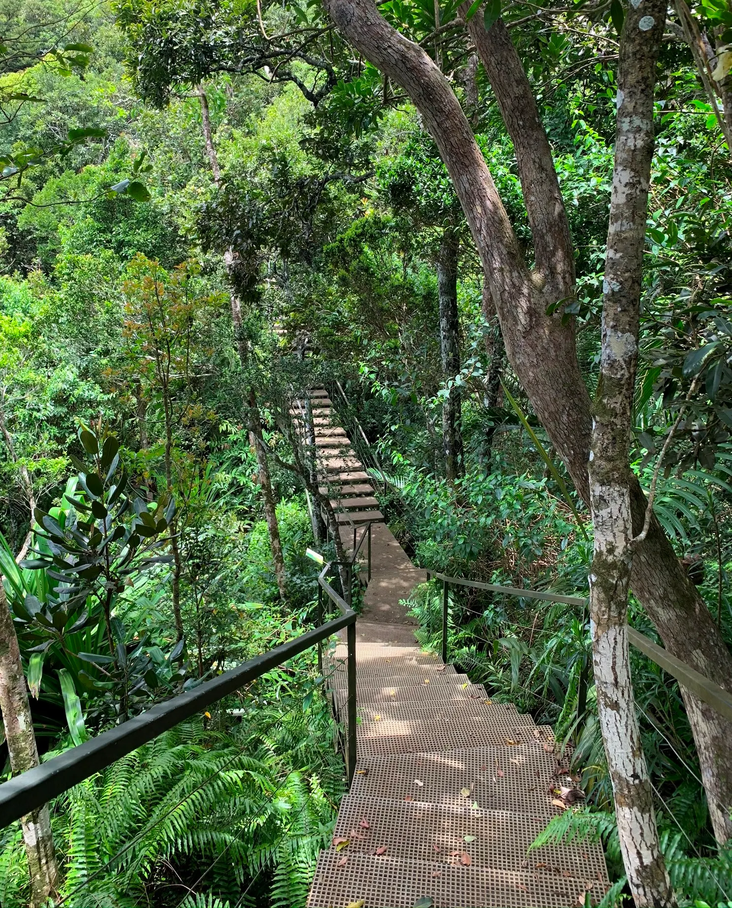 Ebony Forest & Sublime Point