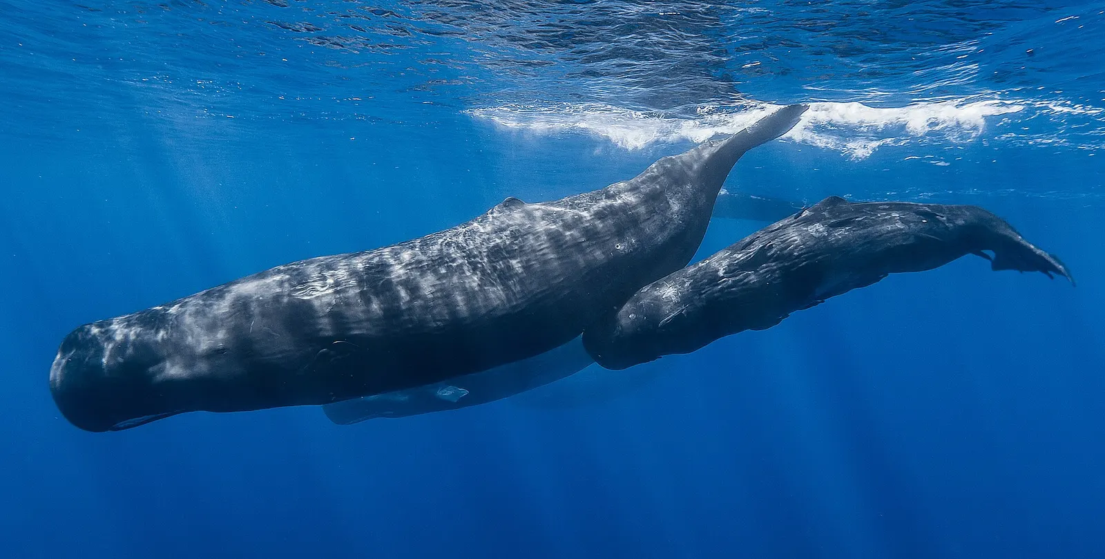 Whale watching (July–October)